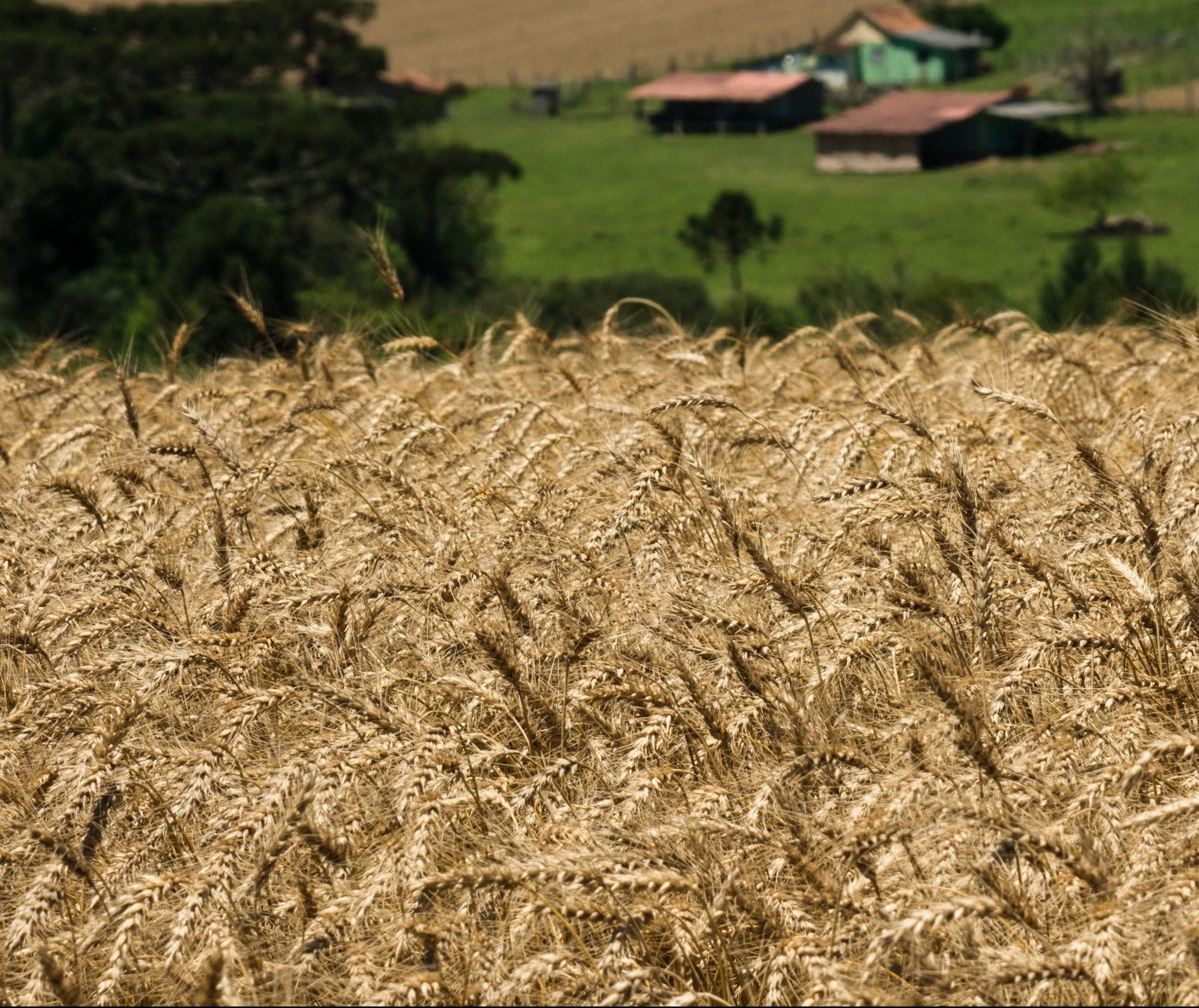 Trigo custa R$ 46,50 a saca em várias praças do Paraná