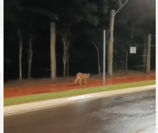 Mulher flagra onça-parda caminhando perto do Parque Cinturão Verde