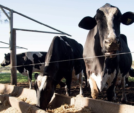 Vaca gorda custa R$ 137 a arroba em Maringá