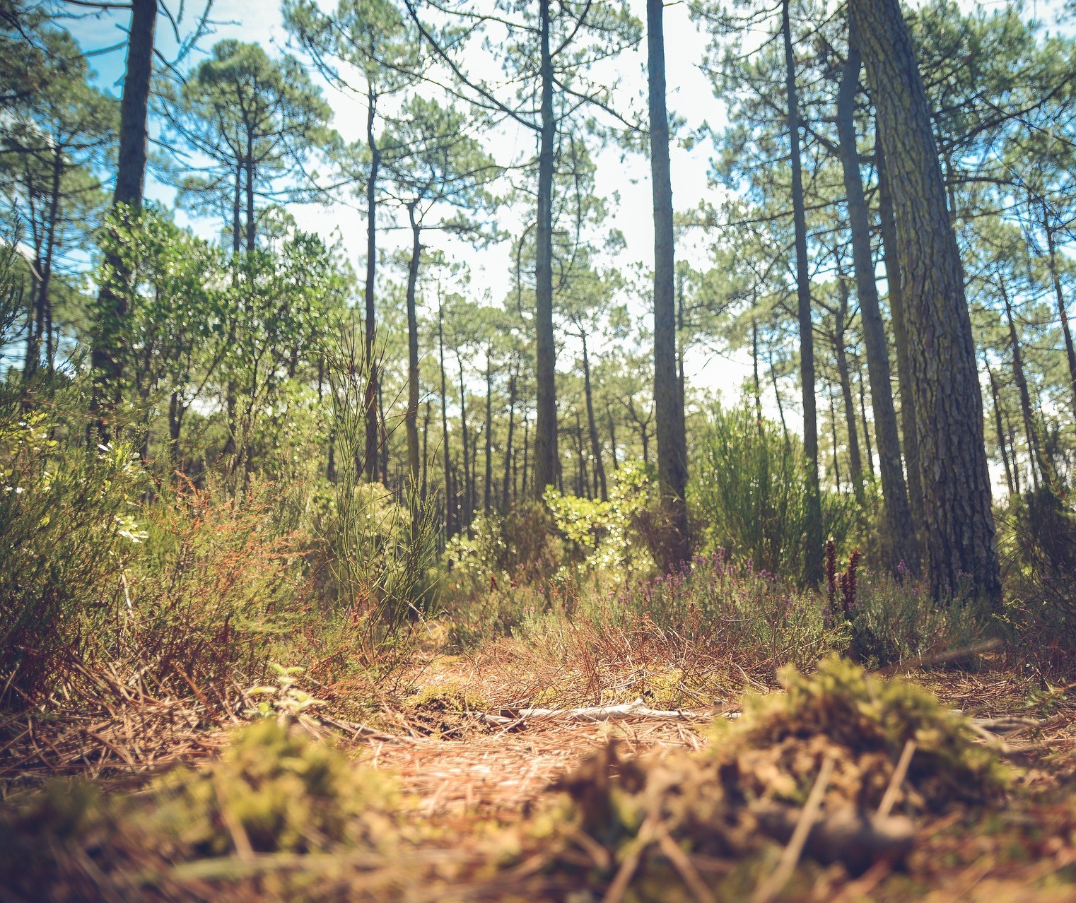 Se o Brasil apostar na economia verde, haverá impacto no PIB