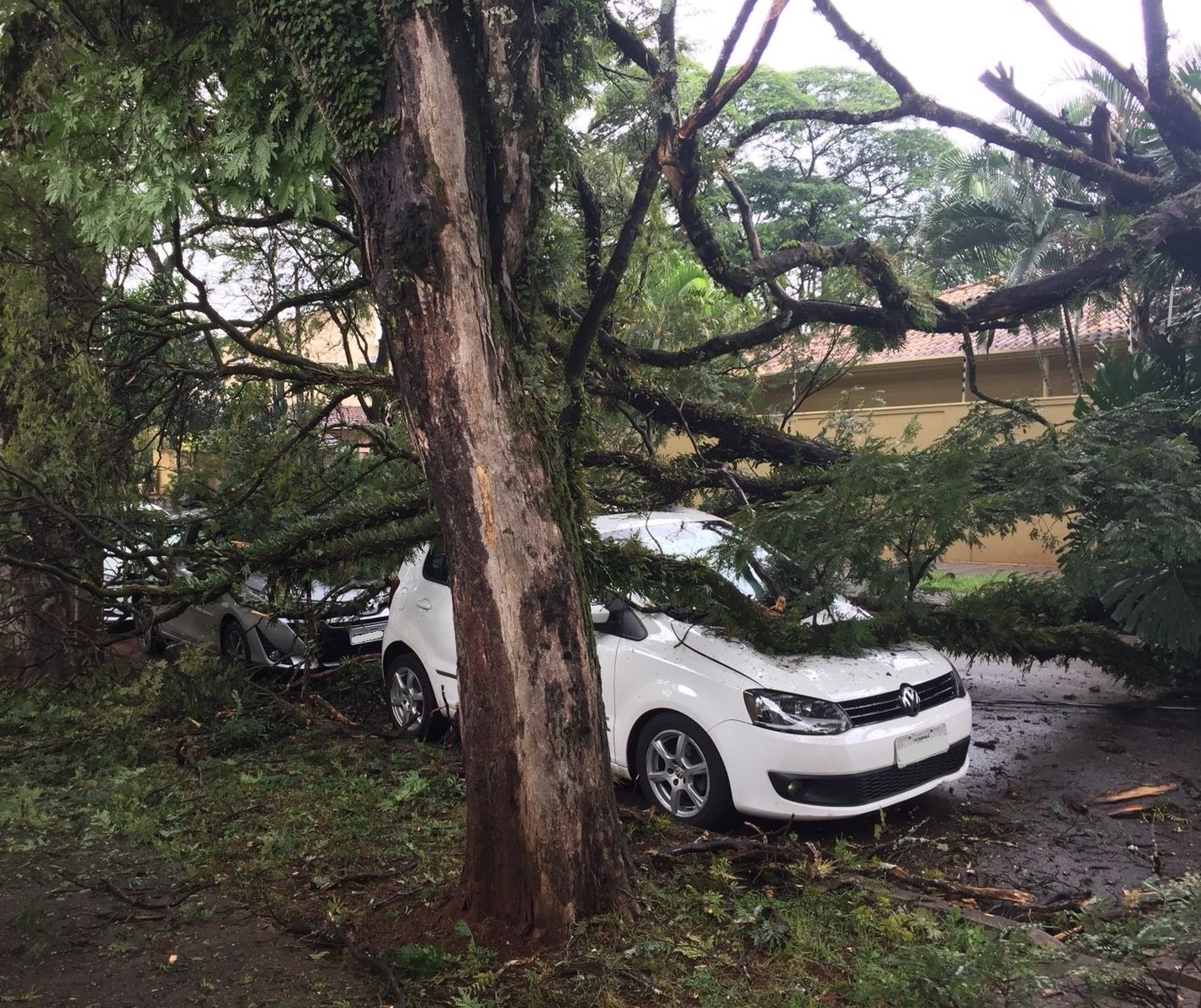 Chuva derruba árvore sobre veículo e casa na Zona 5 