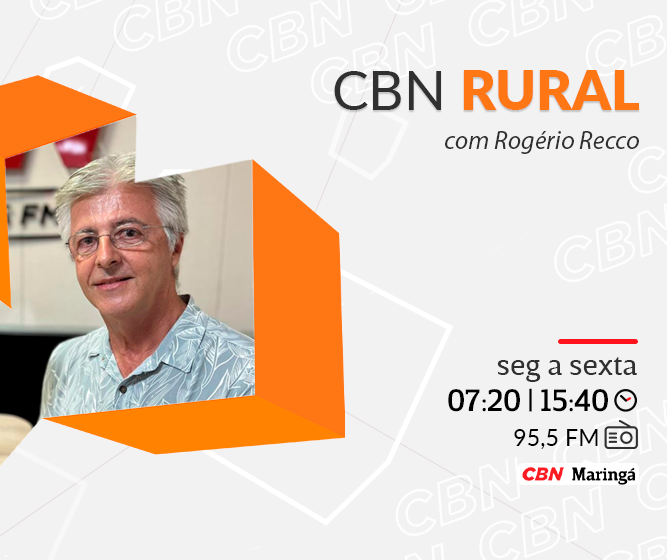 Doce ou amargo? Robusta ganha espaço no mercado cafeeiro brasileiro