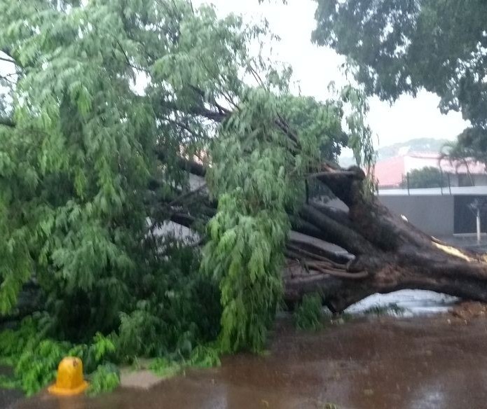 Chuva derruba quatro árvores em Maringá