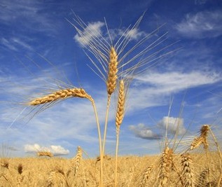 Trigo: preço estável no campo e queda no atacado