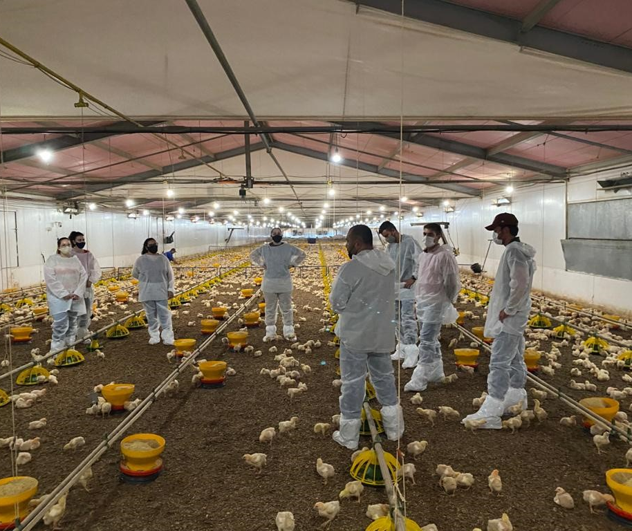 Pesquisadores estudam área ideal de aviários para melhorar rendimento