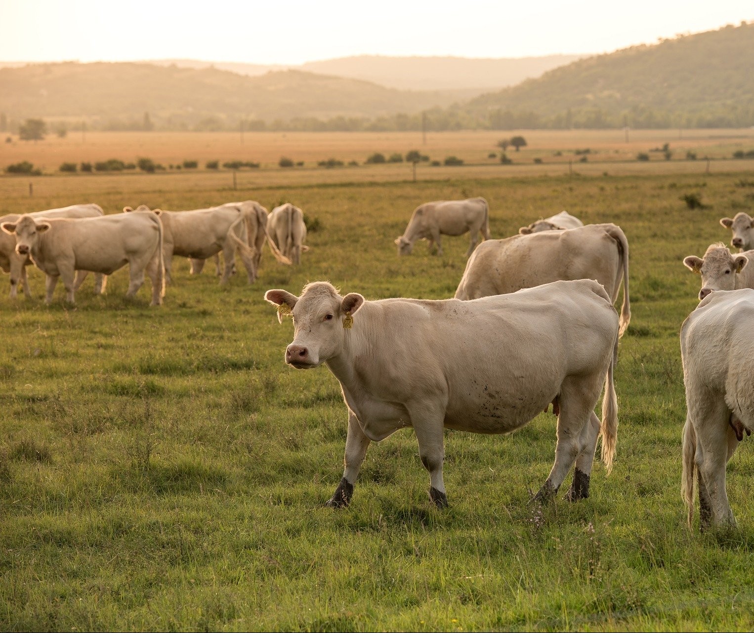 Preço da carne no atacado segue firme acima dos R$ 16/Kg em plena segunda quinzena do mês