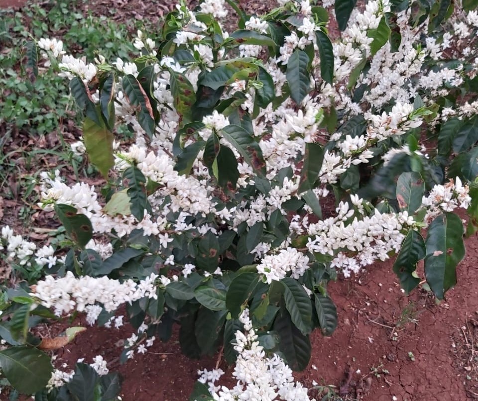 Começa a florada do café em lavouras mais novas 