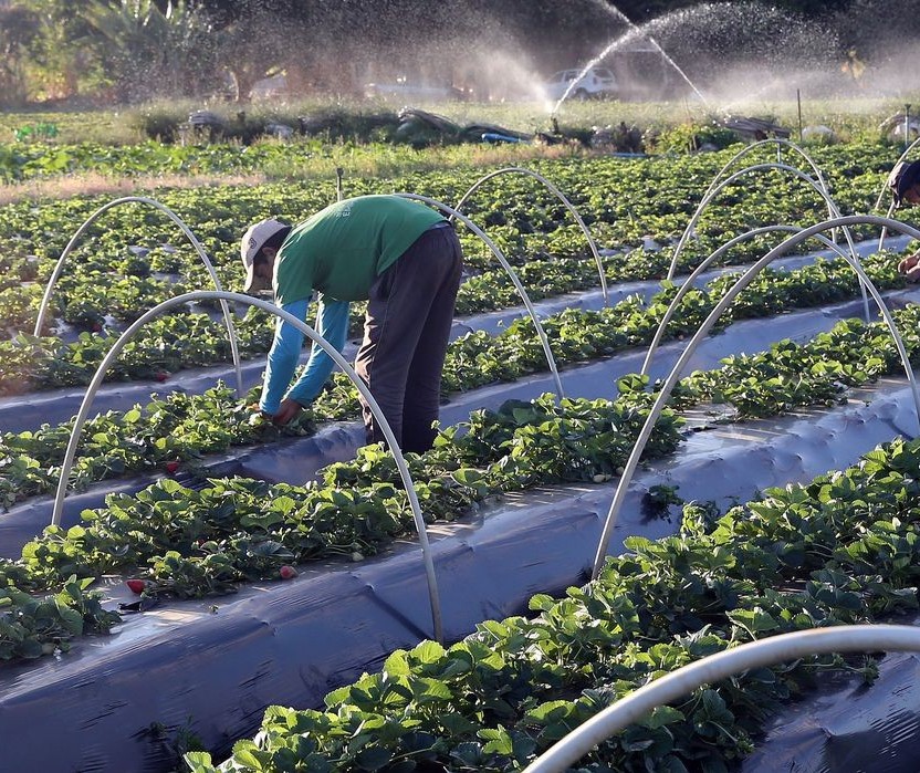 Programa de seguro rural incentiva a sustentabilidade