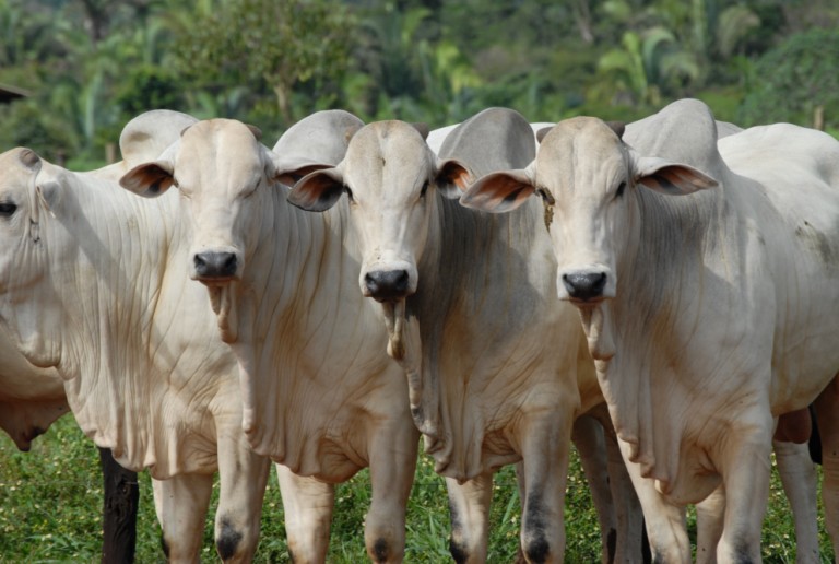 Época de compra de gado para reposição e preços variam