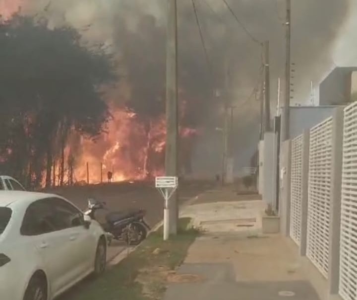 IAT monitora fauna do Cinturão Verde após incêndios florestais