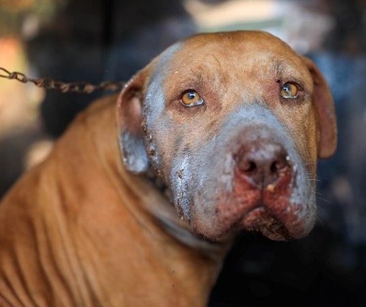 Pitbulls vítimas de maus-tratos são resgatados em Maringá; dono é multado em R$ 4 mil