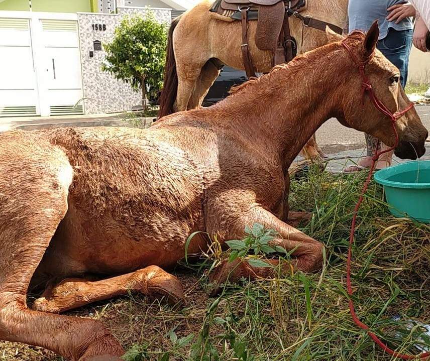 Bombeiros resgatam cavalo que caiu em fossa de seis metros de profundidade