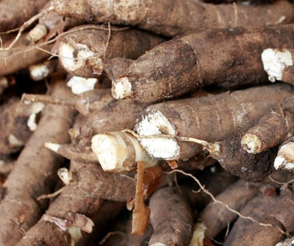 Tonelada da raiz de mandioca custa R$ 320 em Campo Mourão