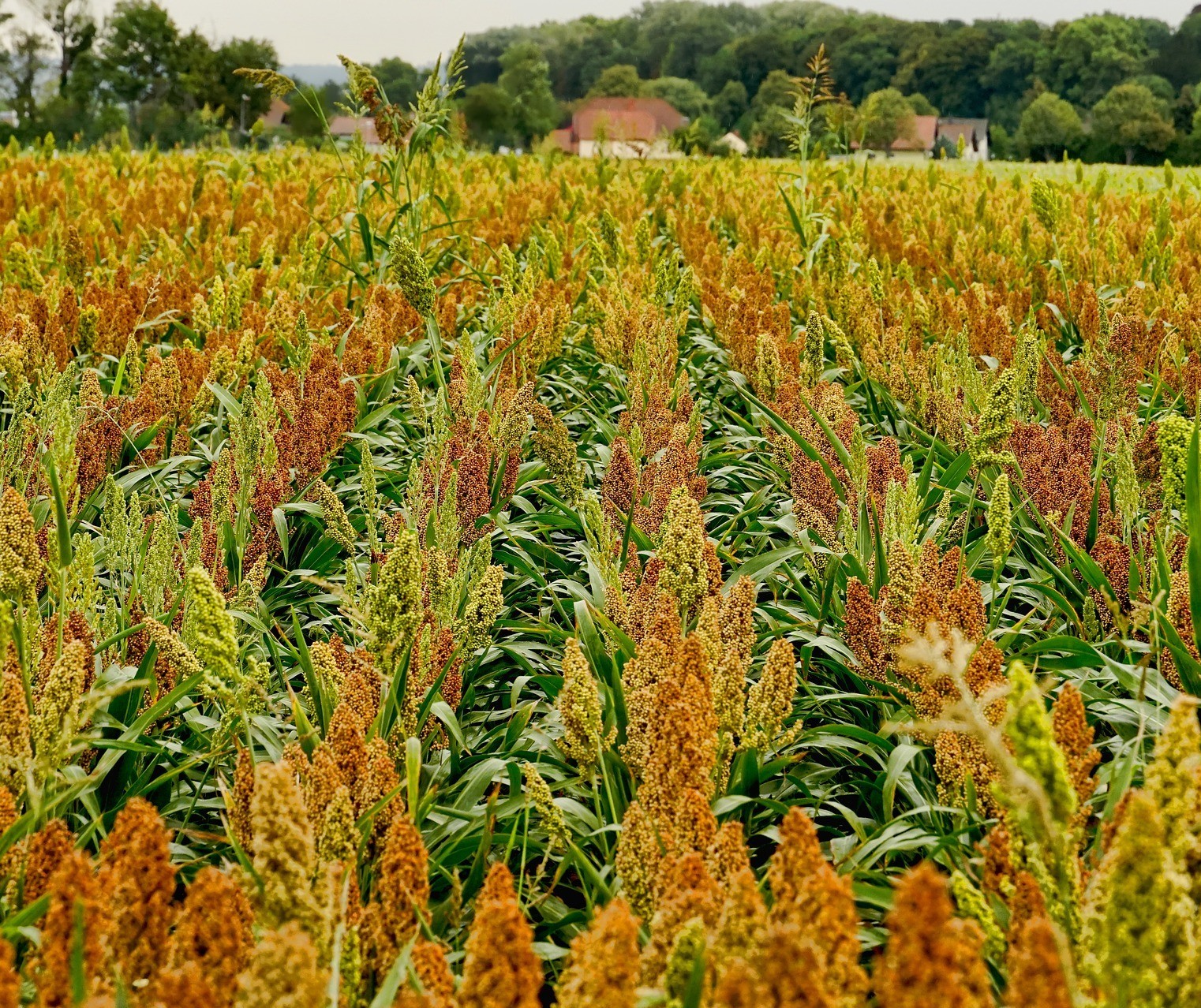 Cultura do sorgo cresce cada vez mais no Brasil