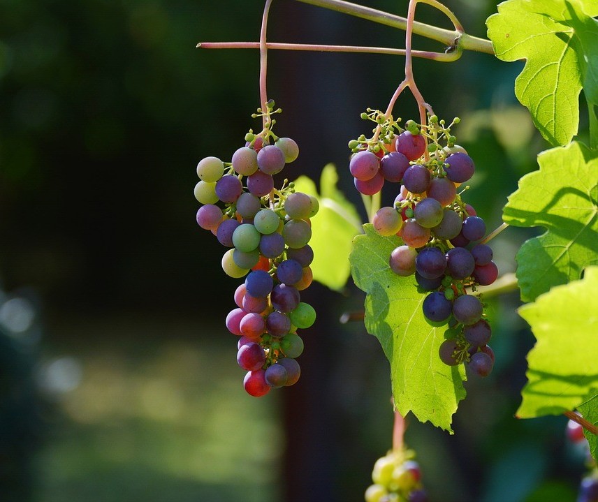 Consumo de uva cai em média 30% durante temporada de frio