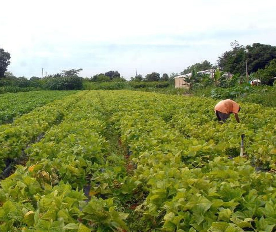 Mapa vai substituir DAP por novo cadastro de agricultores