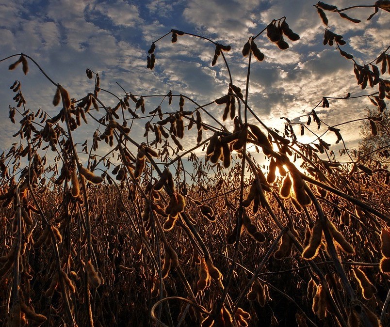 Especialista fala sobre desafios prioritários para o agronegócio nos próximos anos