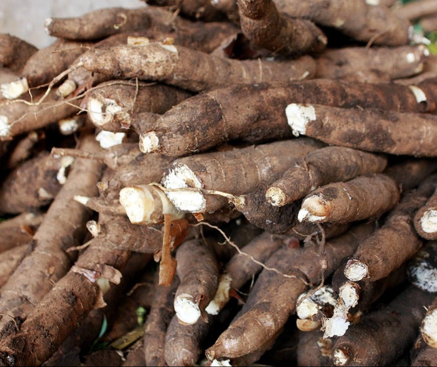 Tonelada da raiz de mandioca custa R$ 377 em Campo Mourão e Paranavaí