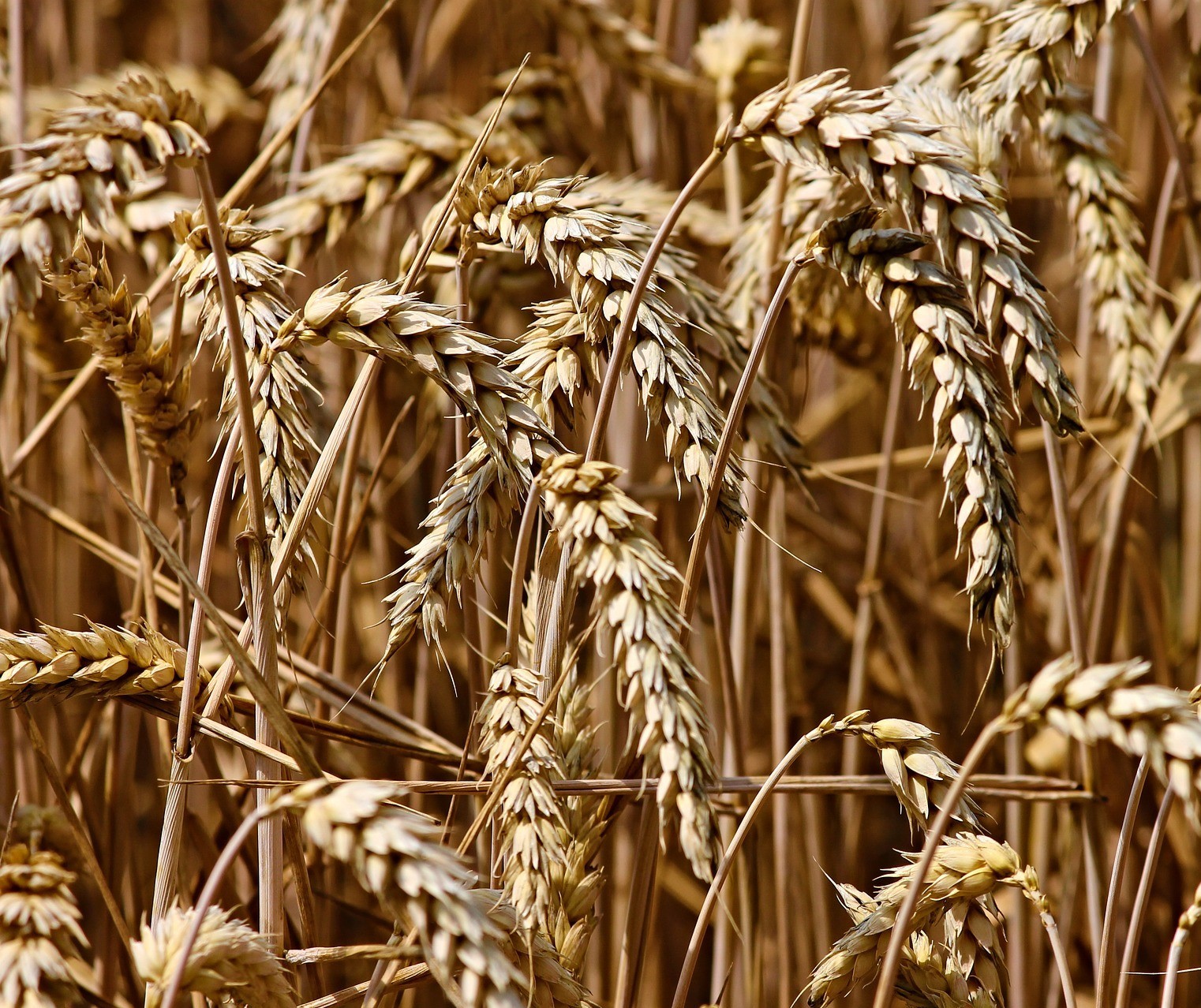 Trigo custa R$ 61 a saca em Maringá