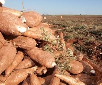 Raiz de mandioca custa R$ 350 a tonelada em Umuarama