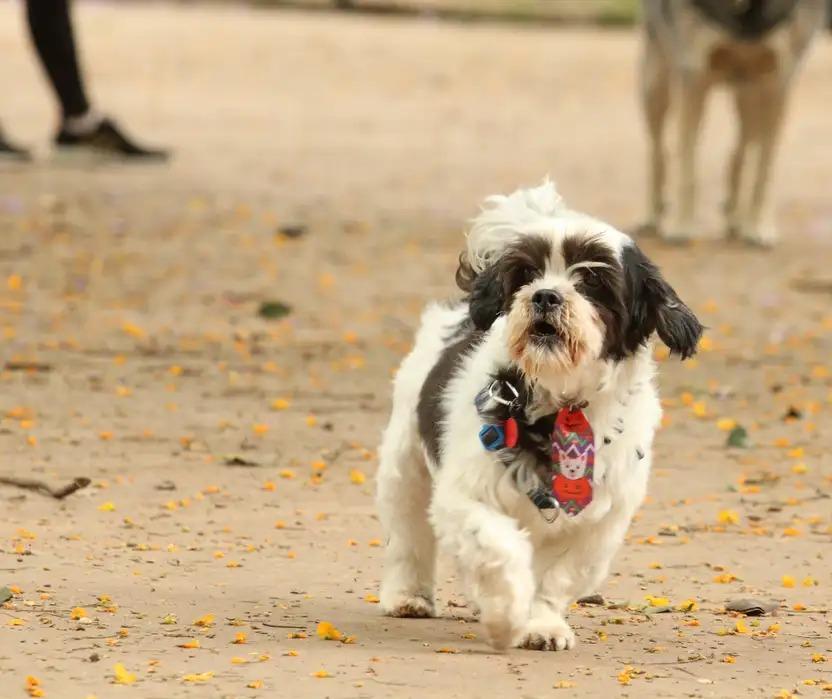Projeto de lei autoriza que animais de estimação sejam enterrados com donos no Cemitério Municipal de Maringá