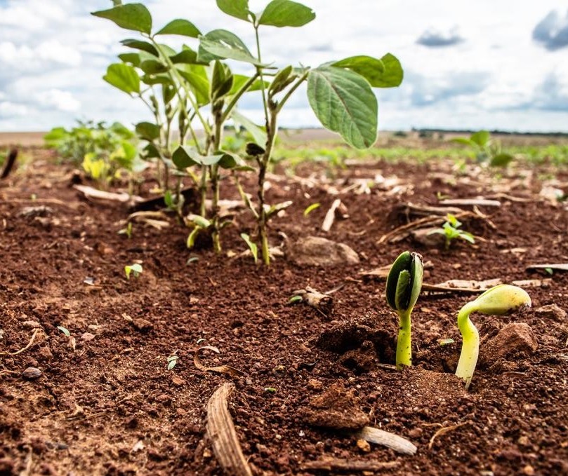 Produtores do Paraná podem ter de replantar soja devido à baixa umidade 