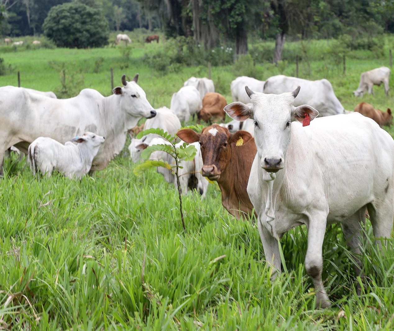 Prazo para atualização obrigatória de rebanhos começa em 1º de maio