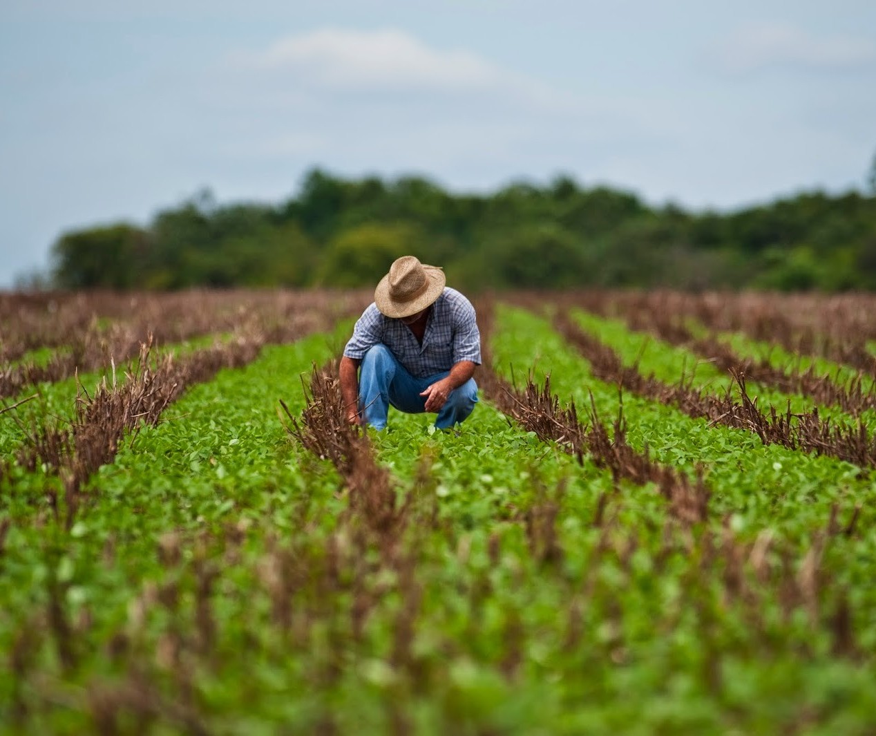 Governo do Paraná abrirá concurso para veterinários e técnicos agrícolas 