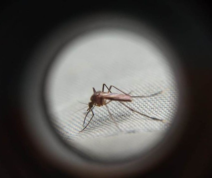 Itambé e Moreira Sales estão em alerta de epidemia de dengue