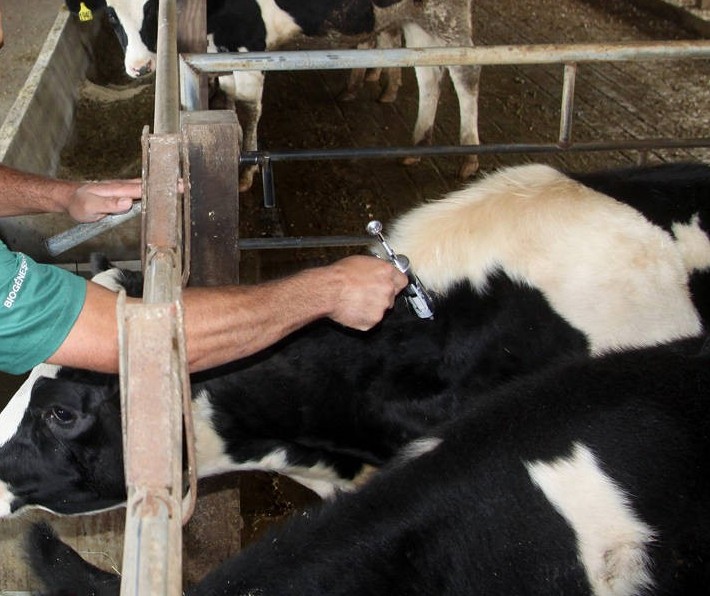 Campanha de vacinação contra a febre aftosa diminui liquidez no mercado de reposição