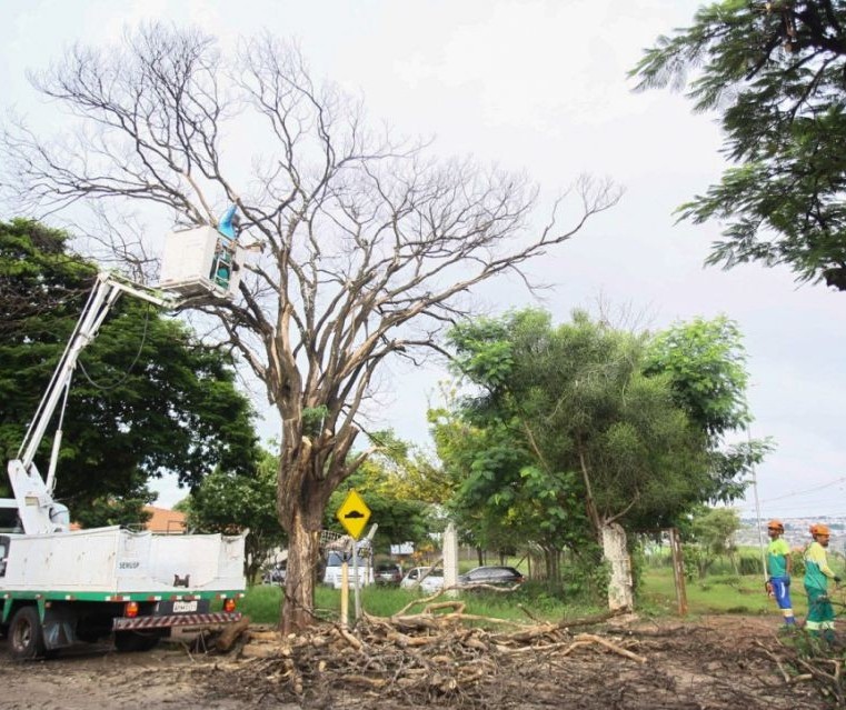 Maringá enfrentou seis tempestades desde setembro e soma cerca de mil árvores caídas