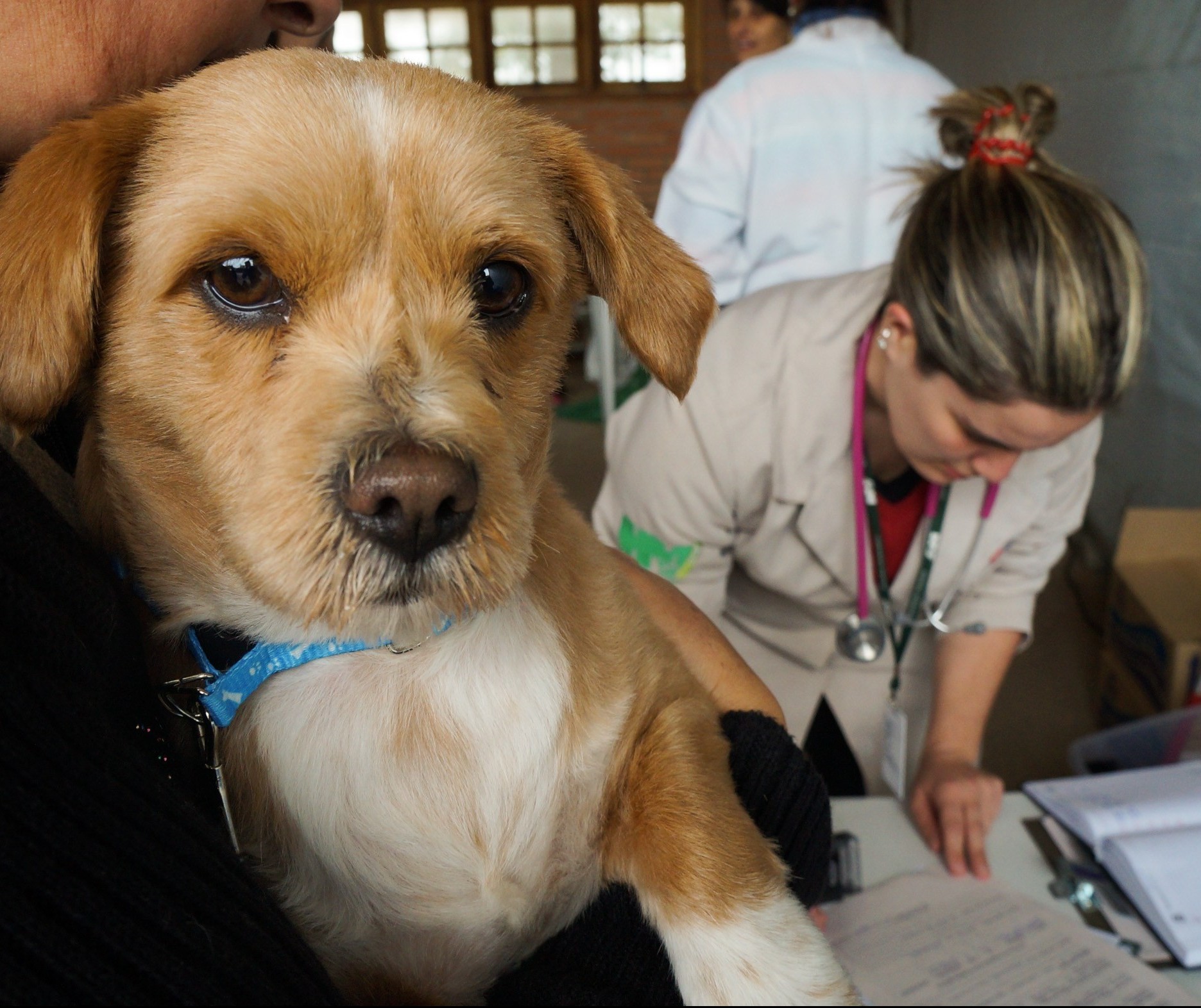 3 mil animais domésticos começam a ser castrados