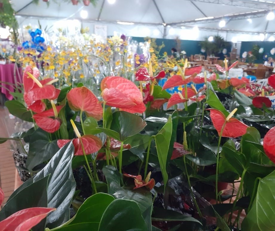 Praça da Prefeitura recebe feira de flores a partir de quinta (31)