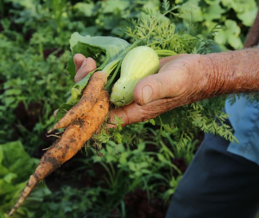 Plano agrícola e pecuário 2021/2022 gera expectativa entre os produtores