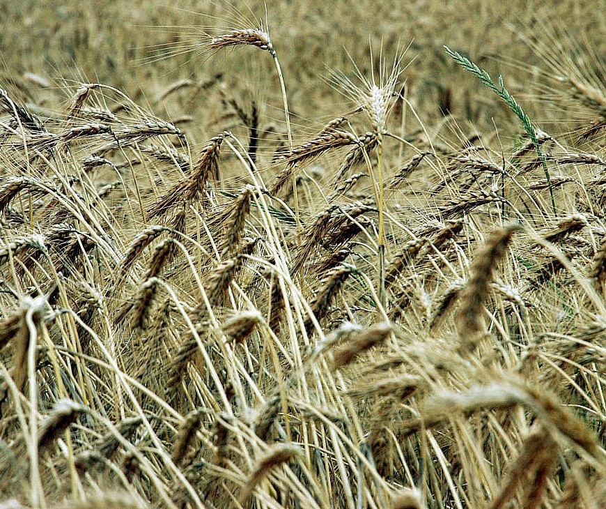 Preço do trigo segue tendência de alta e custa R$ 48 em Maringá