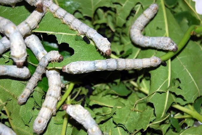 Sericicultores afetados pela deriva de agrotóxico serão mapeados