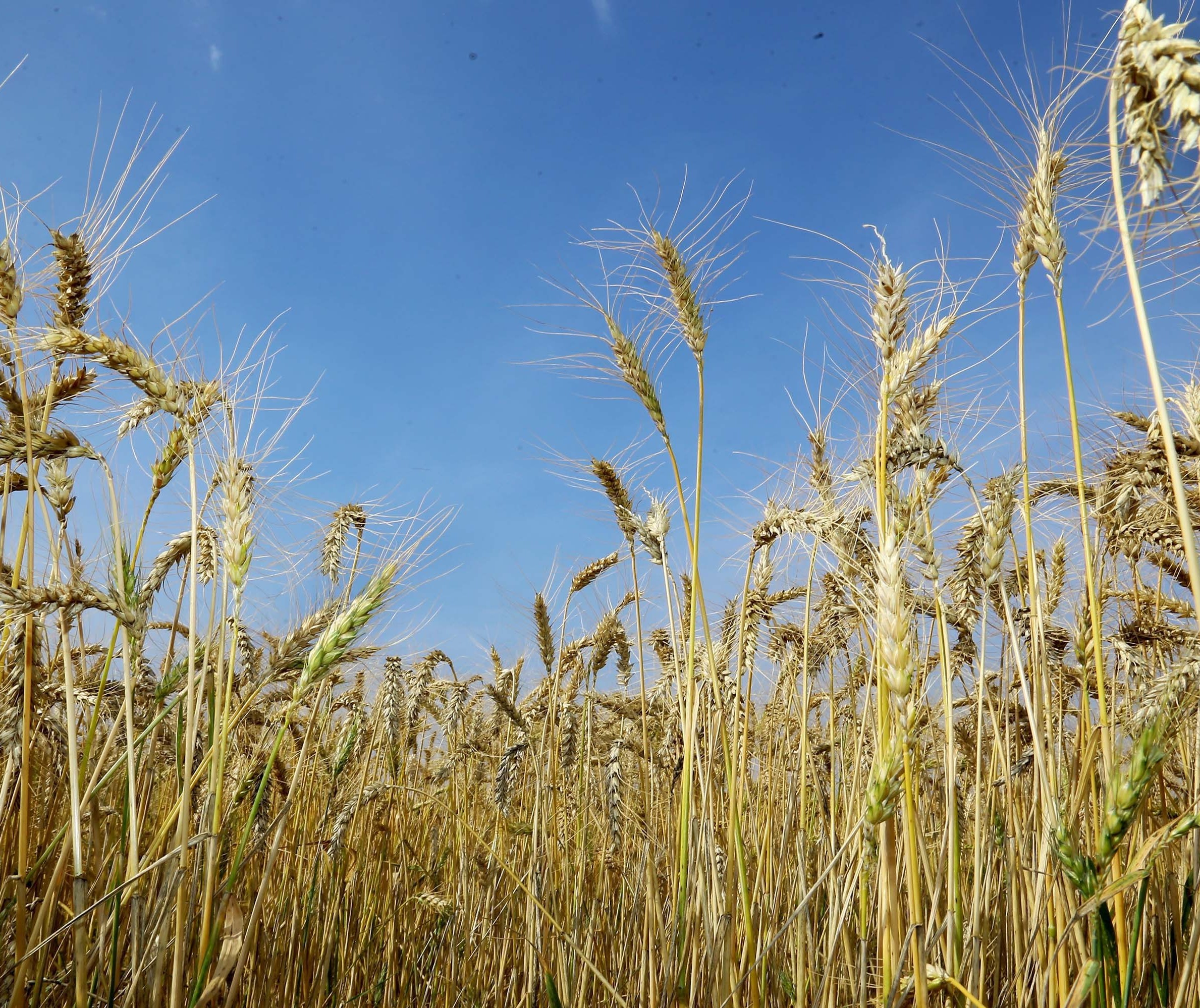 Culturas de inverno prometem grande produtividade para 2022