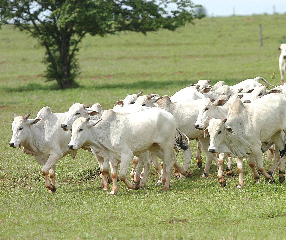 Adapar define procedimentos de fiscalização para o trânsito de animais no Paraná