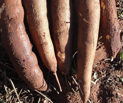 Raiz de mandioca custa R$ 400 a tonelada em Umuarama