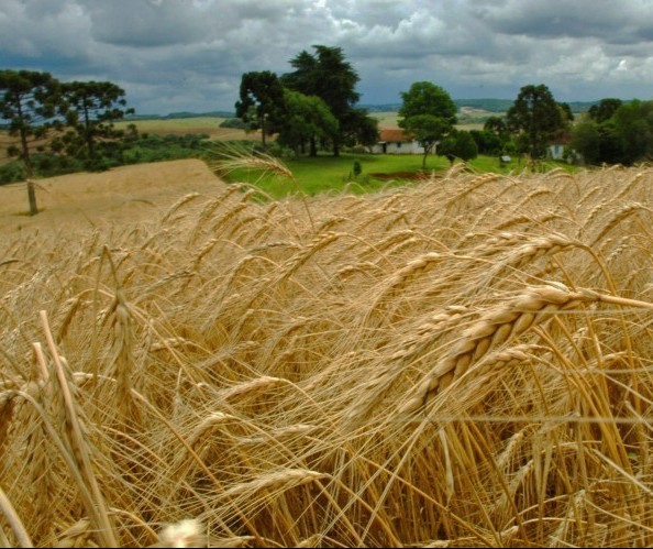 Cotações de produtos agrícolas: quinta-feira [26 de setembro] 