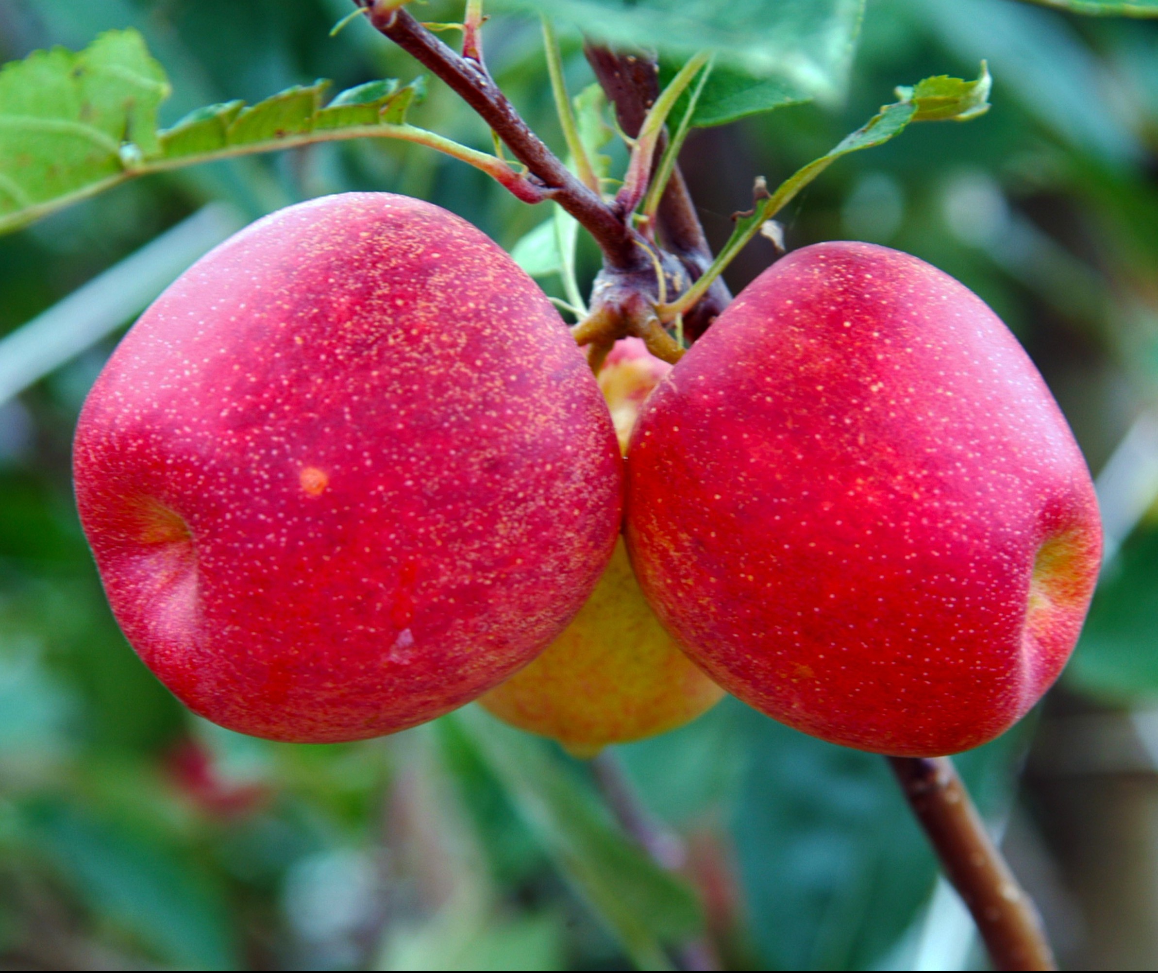 Fruticultura no Paraná produz 3,6% da nacional