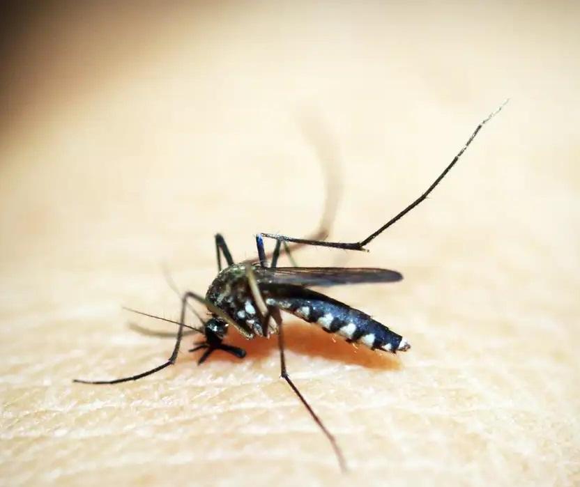 Maringá registra mais duas mortes por dengue