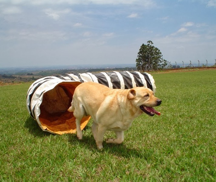 Aumenta procura por hotéis para pets em Maringá