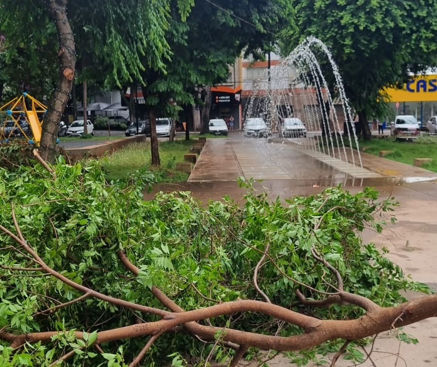 Galho de árvore cai sobre criança que brincava em praça