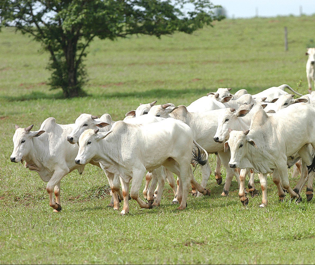 Arroba do boi gordo custa R$ 147 em Campo Mourão e Paranavaí