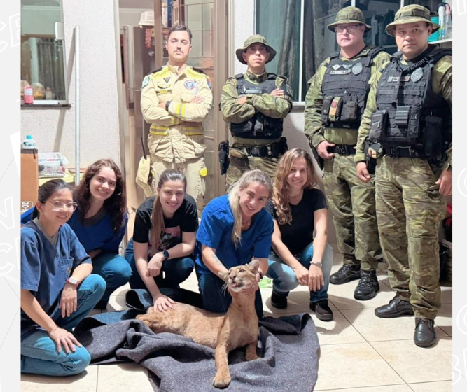 Moradores encontram onça-parda dentro de casa em Maringá