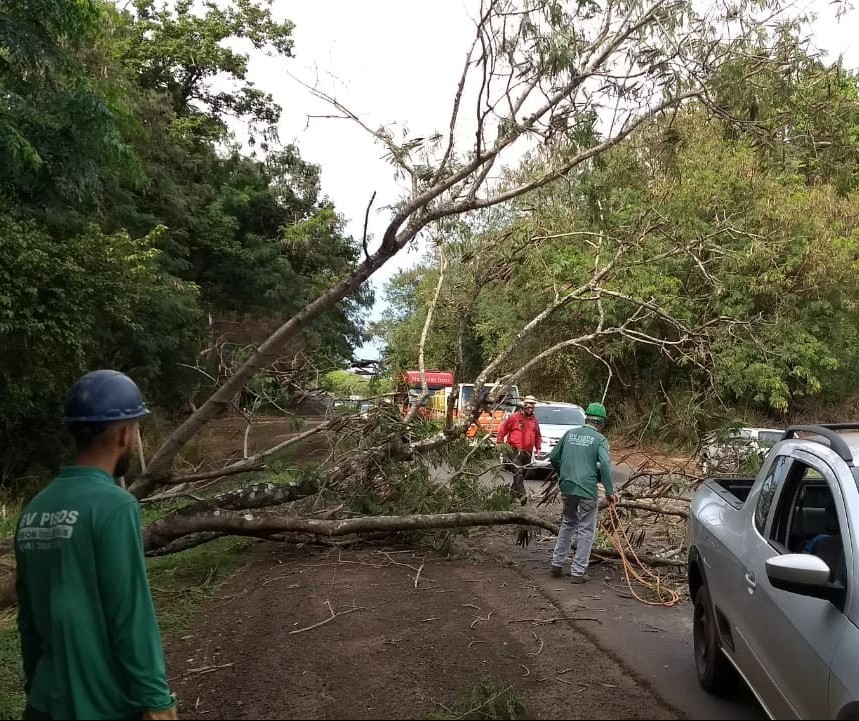 Árvore de grande porte cai na PR-317, no trevo de Iguaraçu