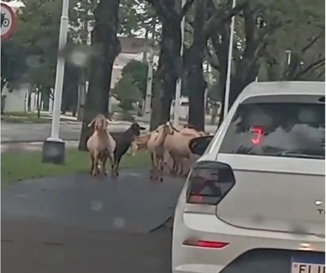 Motoristas flagram cabras na Avenida Gastão Vidigal em Maringá