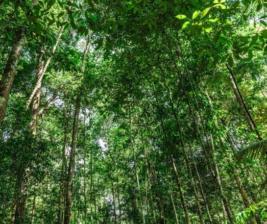 Sobre a Amazônia e polêmicas