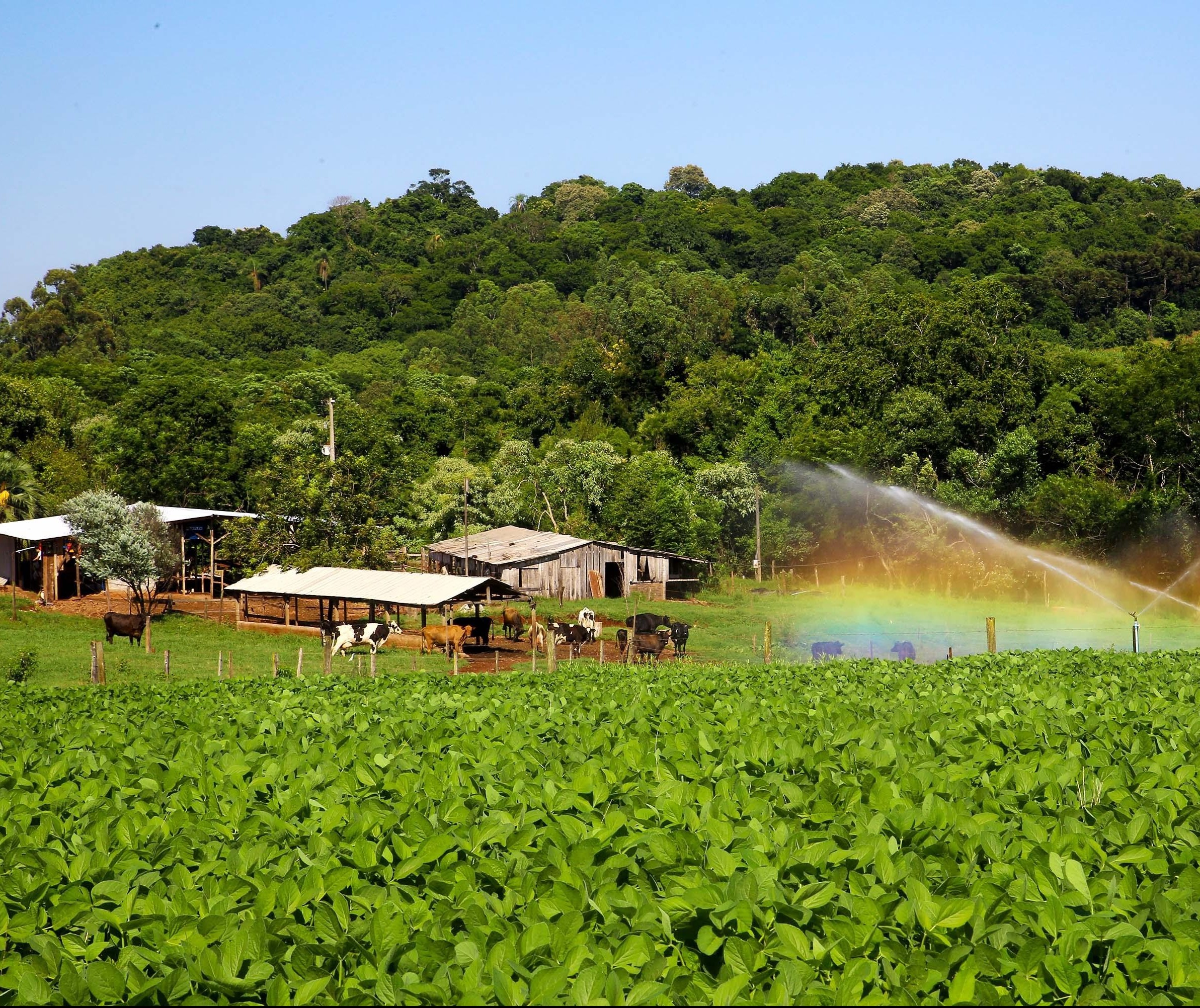 Agricultores paranaenses preservam a natureza além do que exige a lei